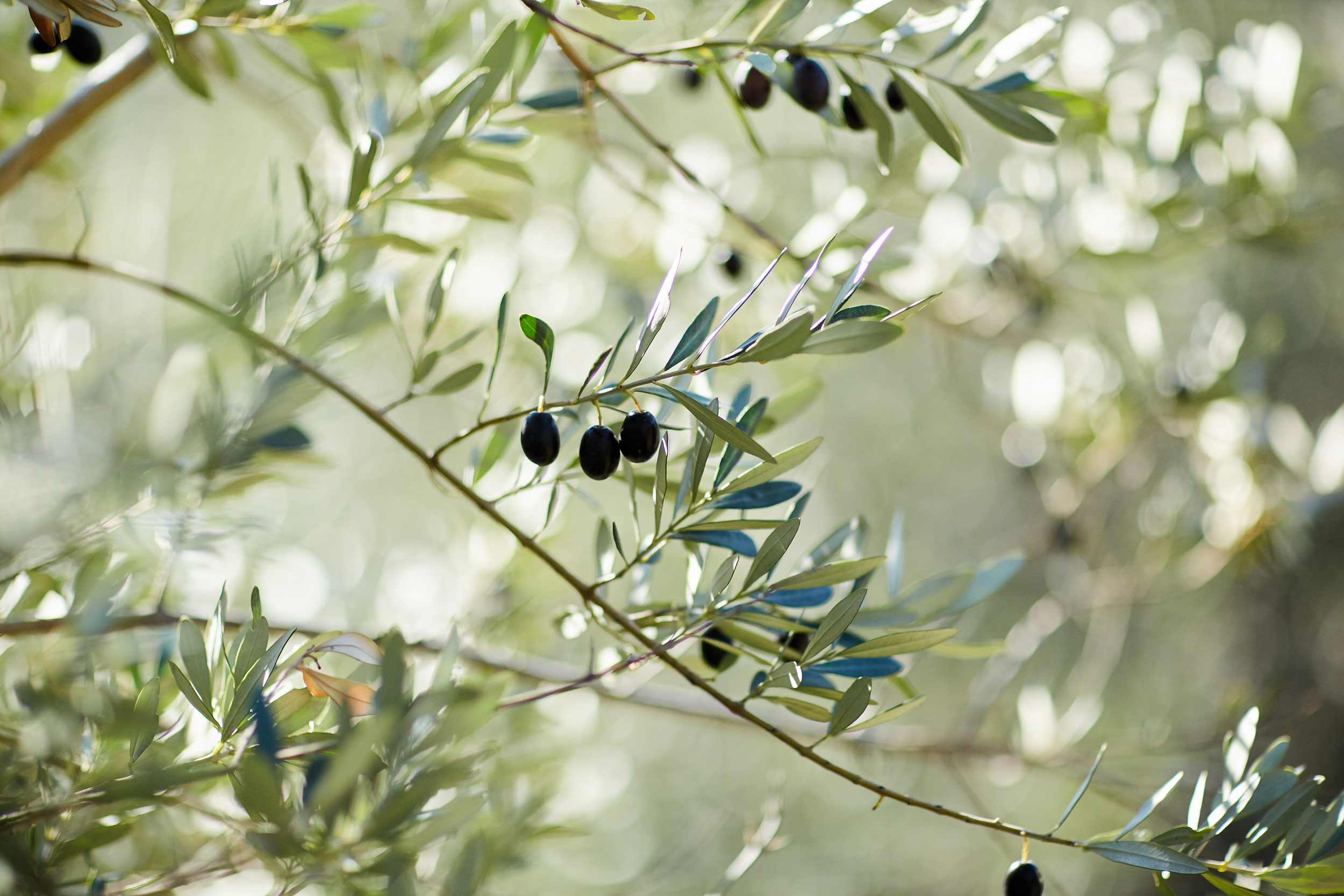 olives on tree