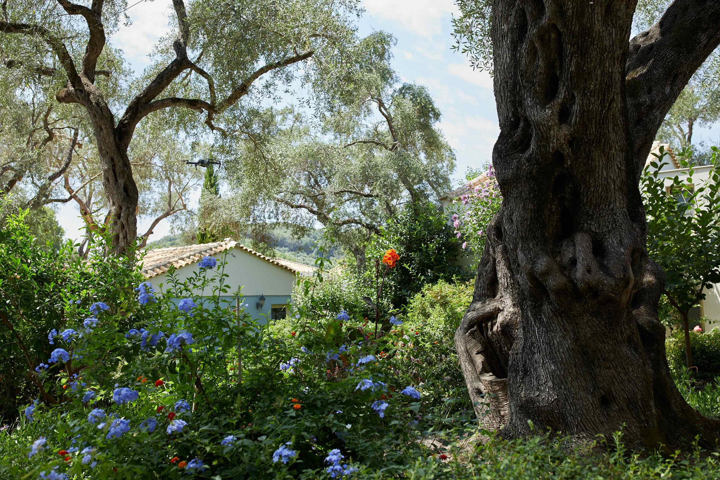 Parga Beach gardens with old olive tree