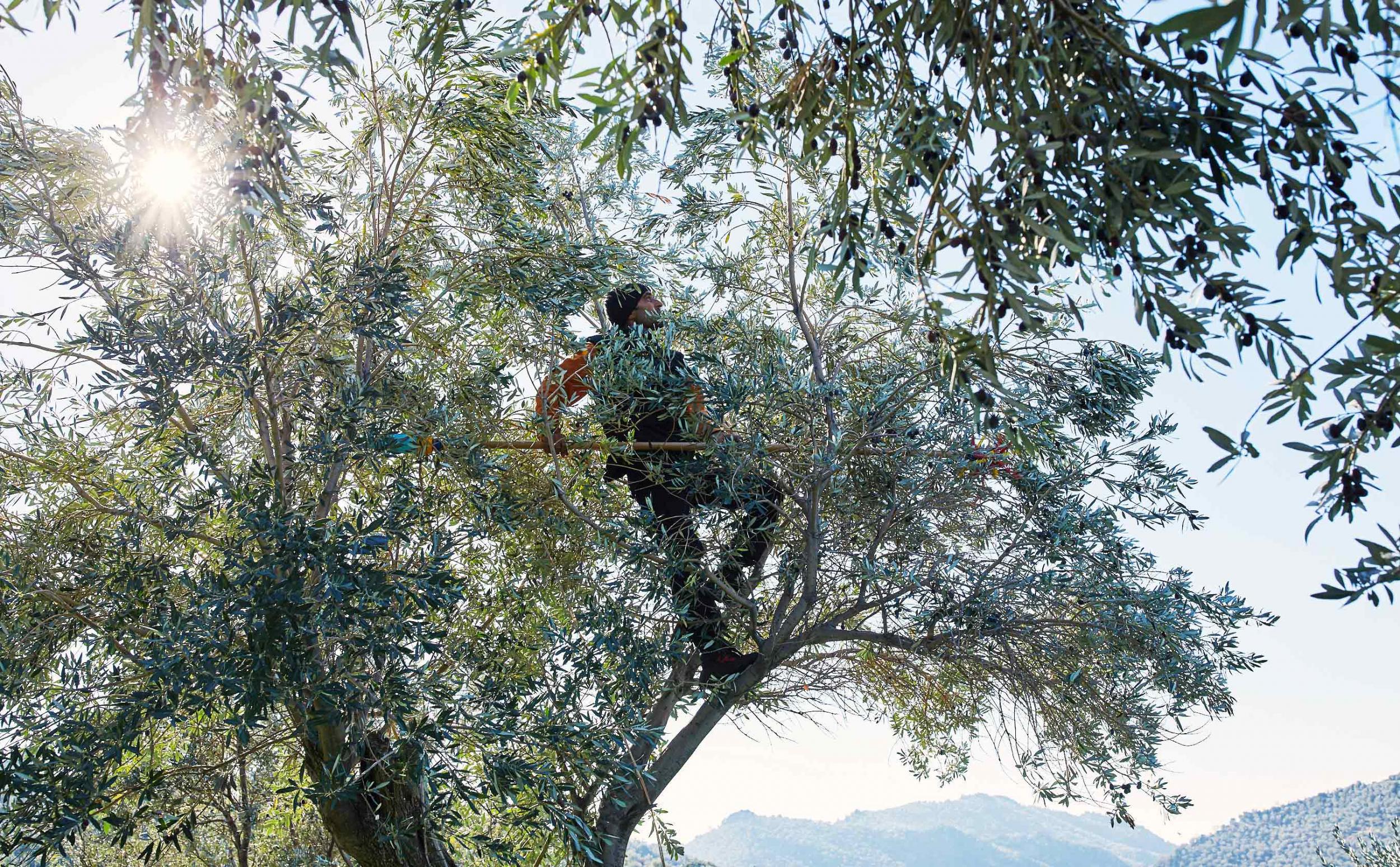 Olive harvest at Lesvos, man in tree