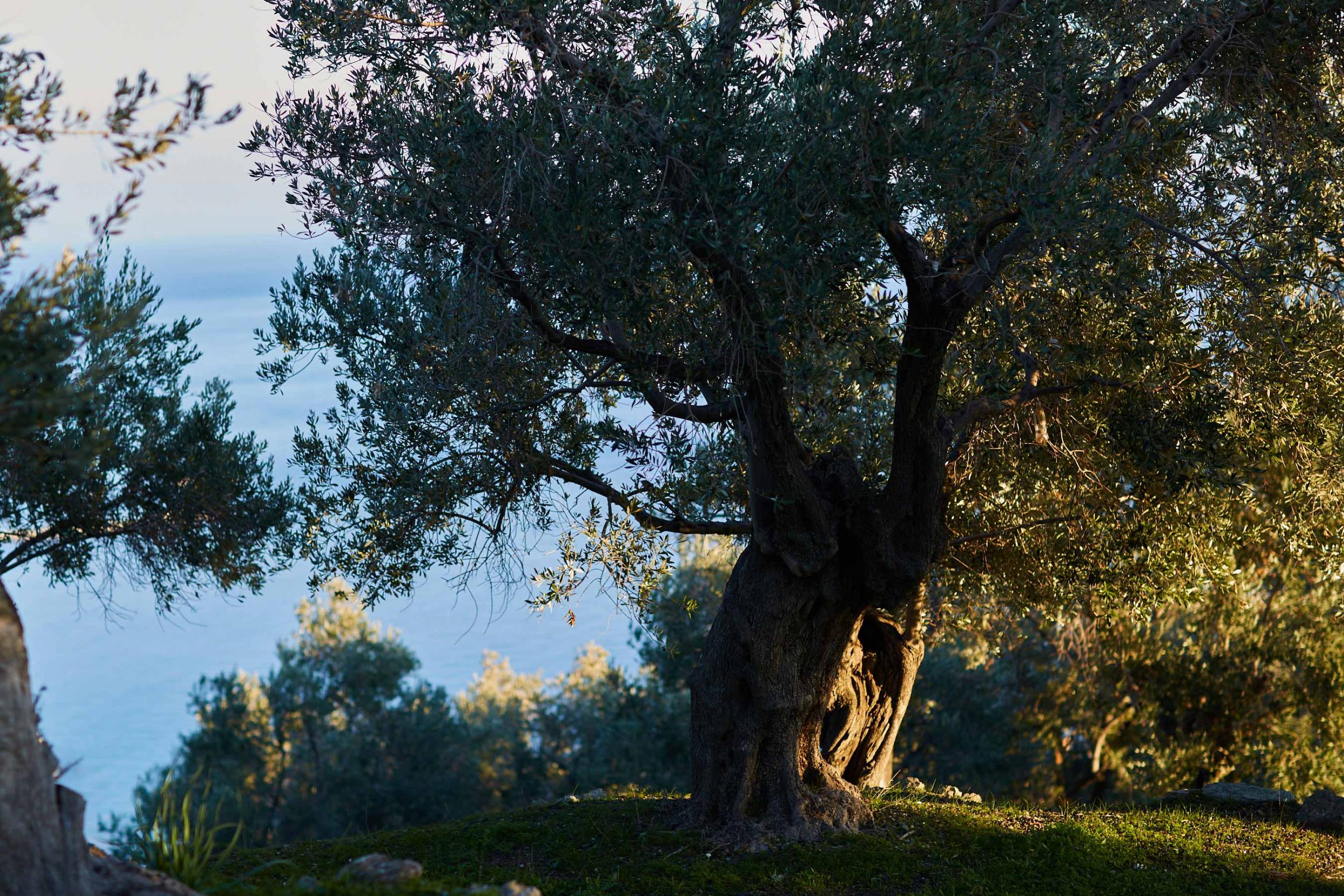 olive tree in afternoon light above Plomari, Lesvos