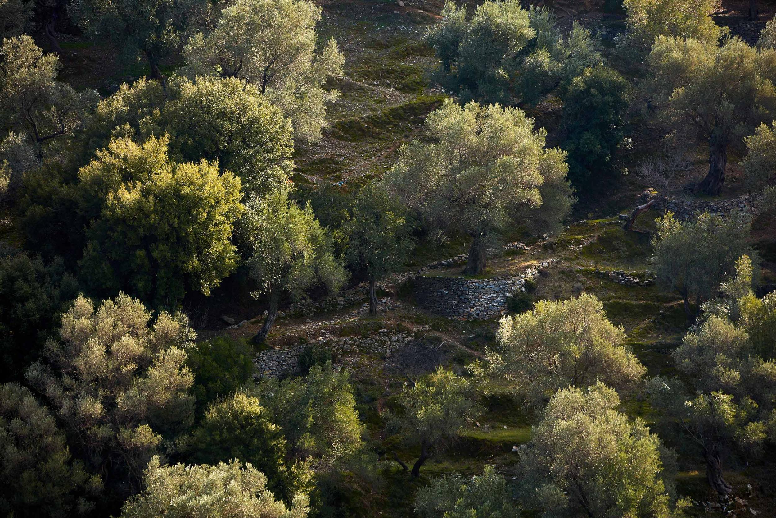 aerial view of olive grove in Lesvos