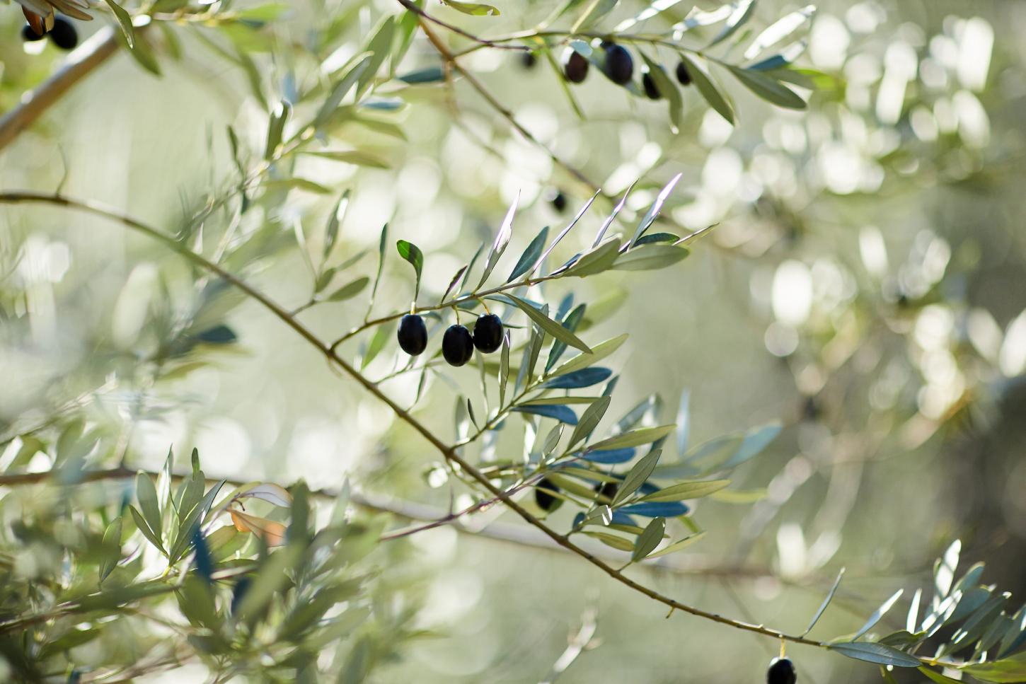 olives on tree