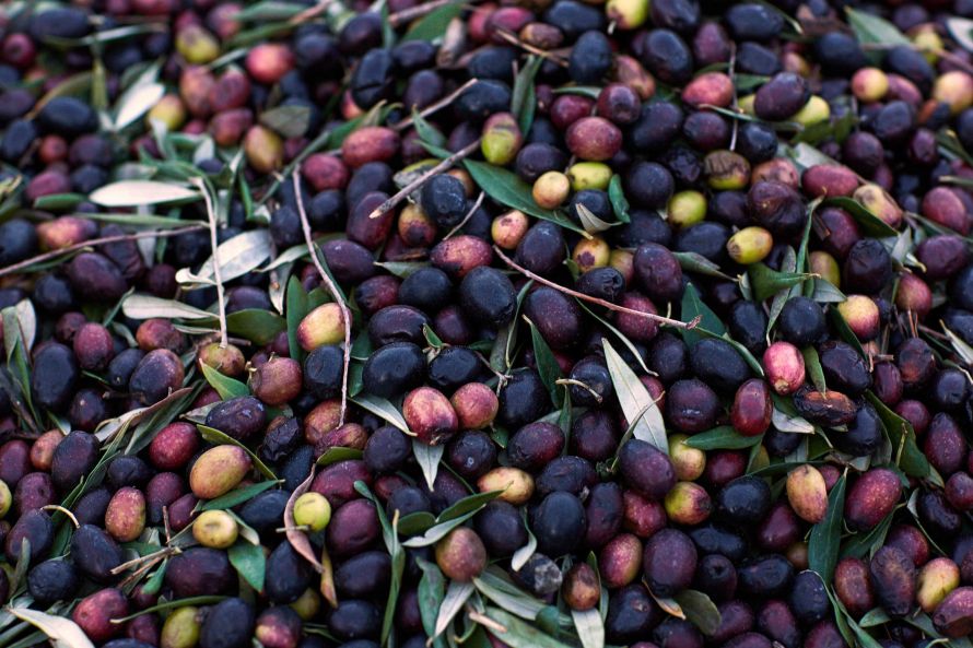 olives for the press
